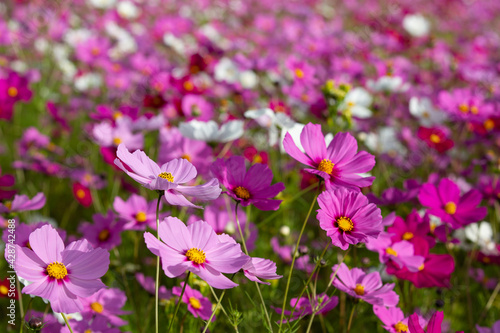 Cosmos flowers blooming in Autumn with spectacular colours