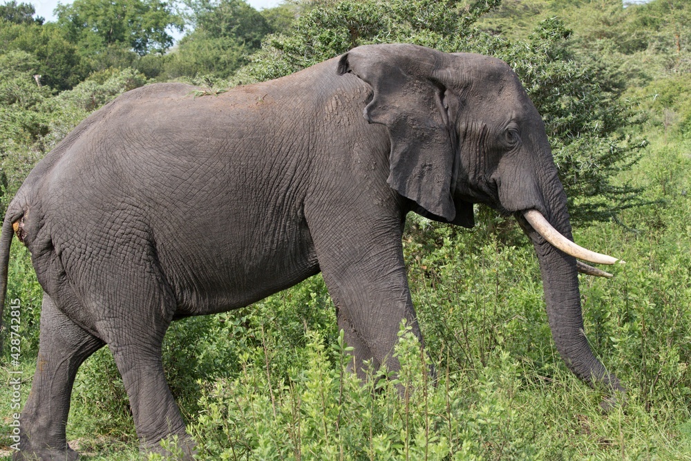 African Elephant (Loxodonta africana). Nyerere National Park. Tanzania. Africa.