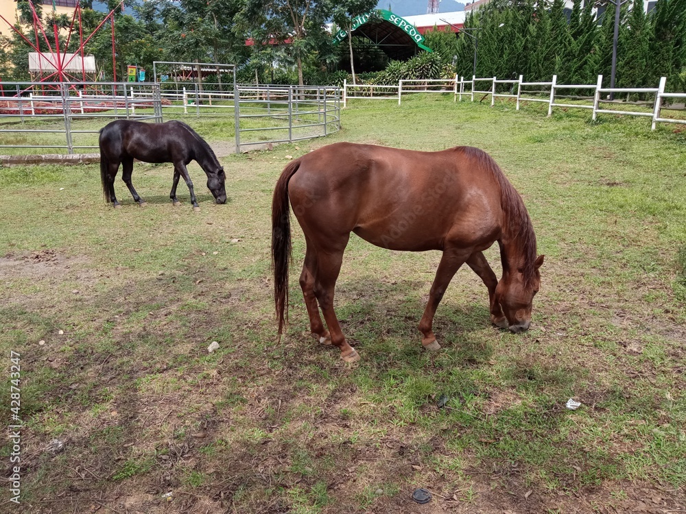 The two horses eating grass at the stable yard