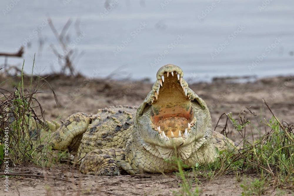 Obraz premium Nile Crocodile (Crocodylus niloticus). Nyerere National Park. Tanzania. Africa.