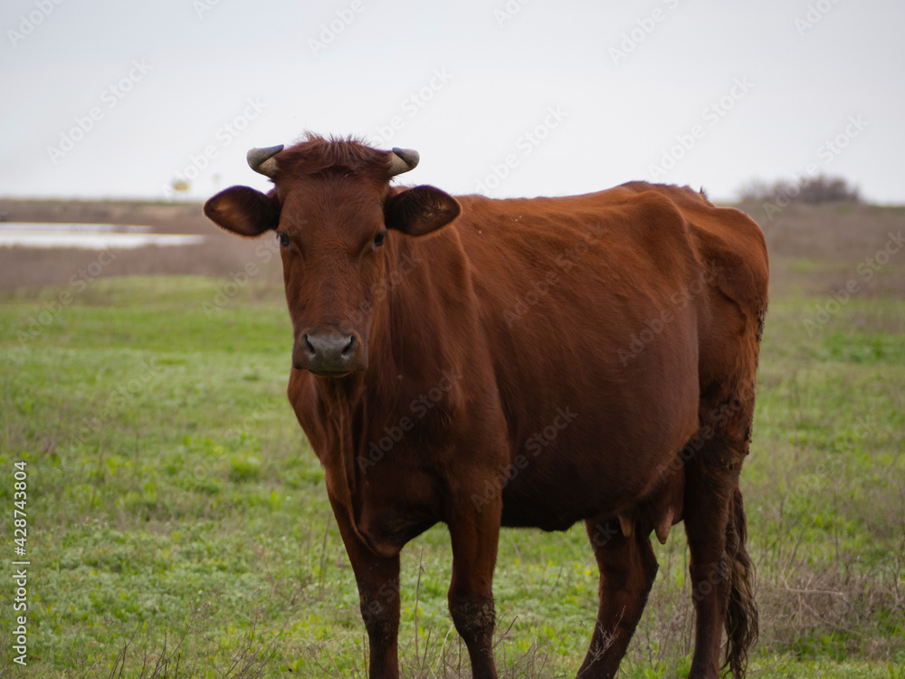 A cow on a pasture in early spring.
