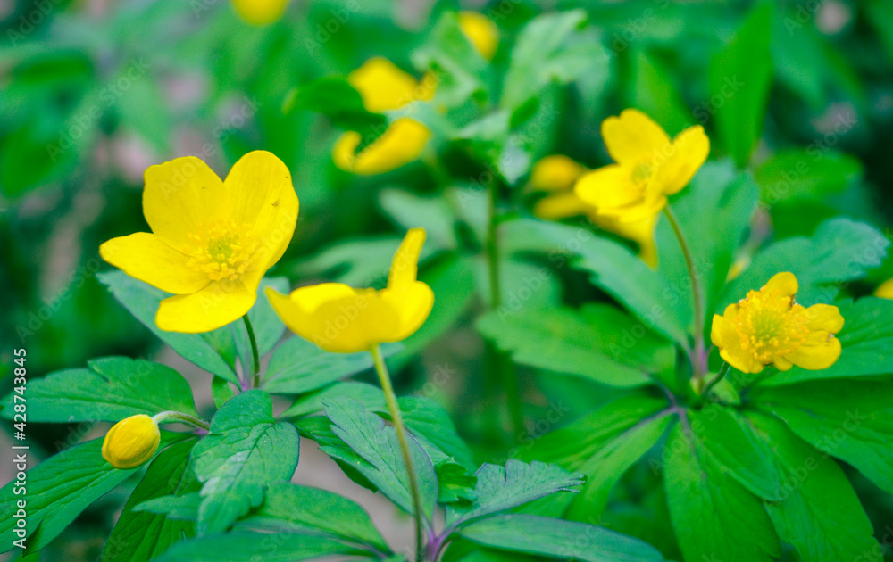 Yellow buttercup flower close-up in spring. Full-blown and half-blown buds of ranunculus acris family with green leaves. Yellow buttercup flower close-up in spring. Full-blown and half-blown buds of ranunculus acris family with green leaves.