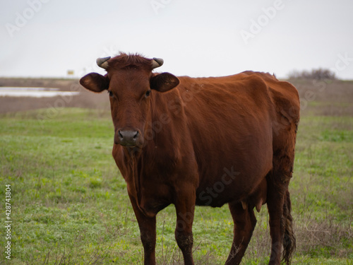A cow on a pasture in early spring.