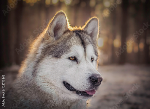 Dreamy portrait of Alaskan Malamute girl in a wintery forest of Kampinos National Park, Warsaw, Poland. Selective focus on the eyes of the pet, blurred background.