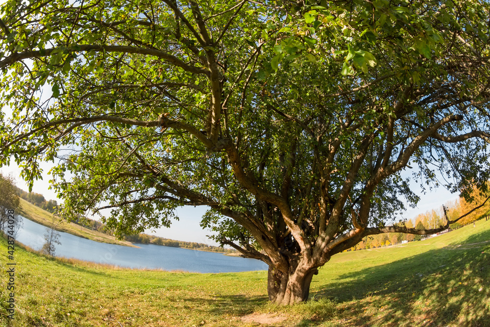 Fototapeta premium Large sprawling tree on the lake in an autumn day