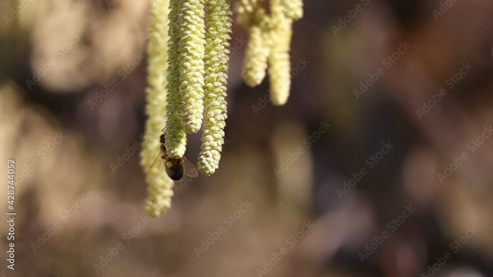 Slow Motion of European Honey Bee Collecting Pollen from Hanging Male Catkins of Corylus Avellana. Apis Mellifera Pollinates Flowering Shrub in the Garden during Early Spring. Slow Motion of European Honey Bee Collecting Pollen from Hanging Male Catkins of Corylus Avellana. Apis Mellifera Pollinates Flowering Shrub in the Garden during Early Spring.