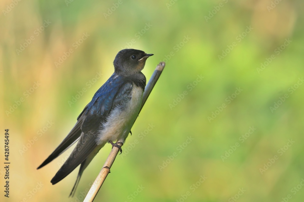 Young barn swallow (Hirundo rustica) or swift, lovely black bird with brown face perching on reeds pole over green blur background Young barn swallow (Hirundo rustica) or swift, lovely black bird with brown face perching on reeds pole over green blur background