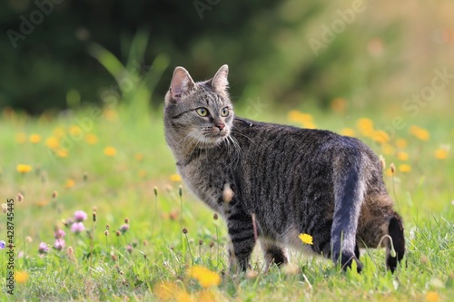 beautiful tabby cat standing in the blooming meadow. Domostic cat in the garden