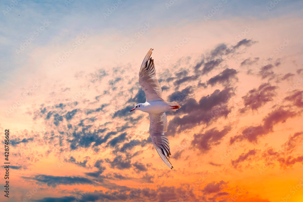 Naklejka premium One big flying seagull on beautiful sunset sky cloudy background