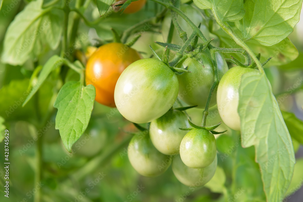 Not quite ripe tomatoes on a branch in a greenhouse