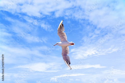 One big flying seagull on blue sky cloudy background