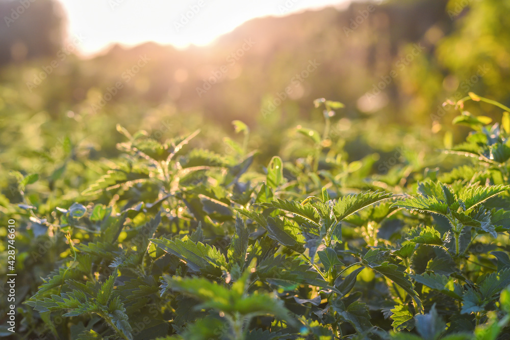 Obraz premium Nettle with fluffy green leaves and sun on it