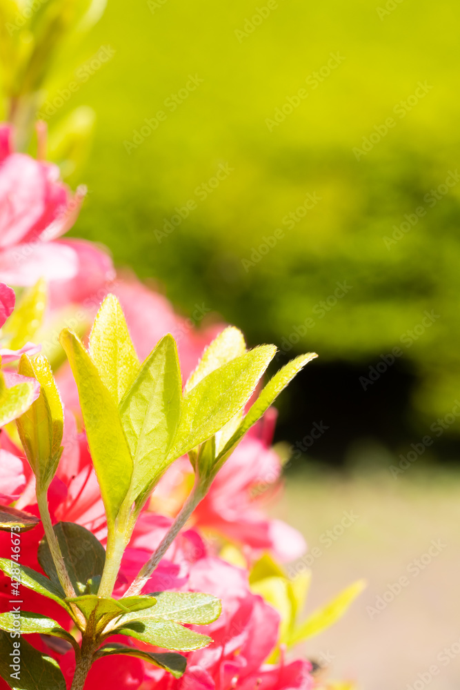 Fototapeta premium 新緑の季節、ツツジの緑色の新しい葉っぱが芽吹く