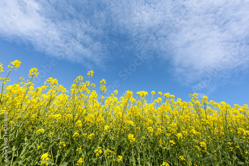 field of canola © M. & S.-N. Petersen