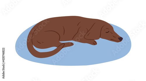 Cute brown Dachshund or sausage dog sleeping on rug. Cute purebred short-legged doggy. Colored flat vector illustration of sweet sleepy puppy isolated on white background