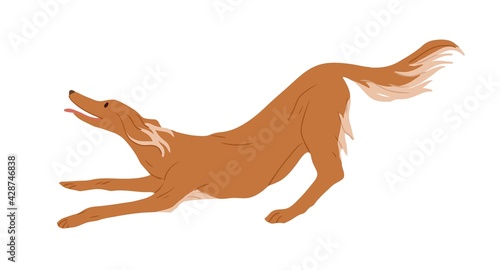 Playful Irish red Setter isolated on white background. Hunting dog. Purebred doggy. Colored flat vector illustration of hairy gundog