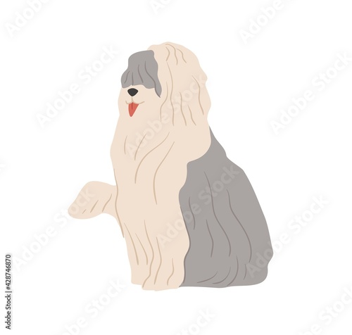 Old English sheepdog, or Bobtail. Shepherd's sheep dog with long shaggy coat. Flat vector illustration of bob-tail doggy with raised paw and tongue out isolated on white background