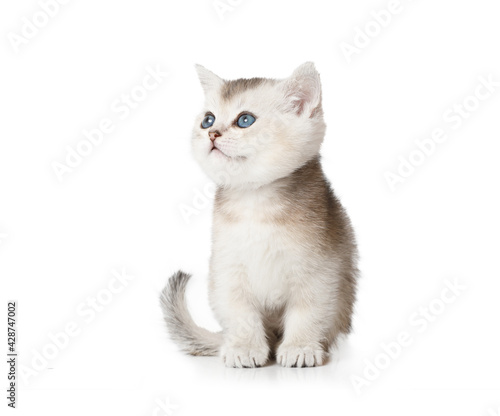 Sweet Scottish kitten with blue eyes looks up somewhere