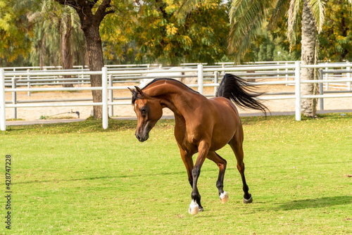 Arabian Horse in Stable 