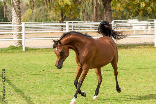 Arabian Horse in Stable 