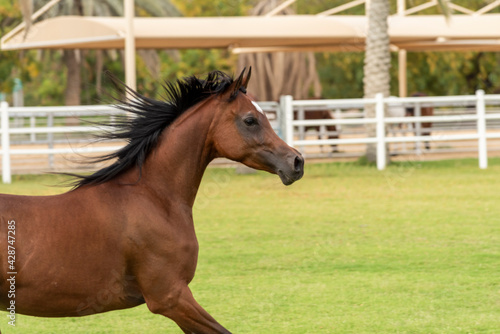 Arabian Horse in Stable 