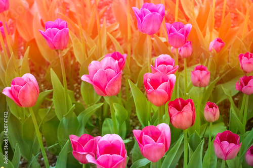 Bright colorful tulip blossoms in spring