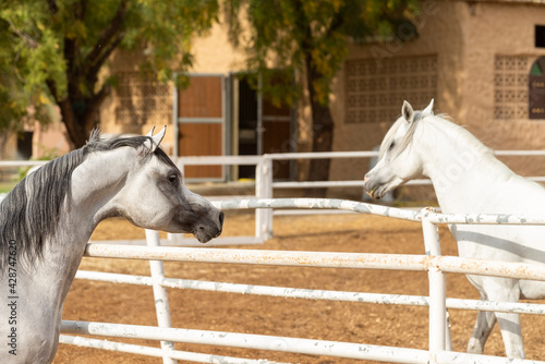 Arabian Horse in Stable 