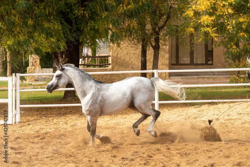 Arabian Horse in Stable 