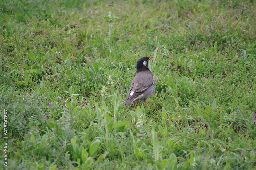 Fototapeta premium むくどり