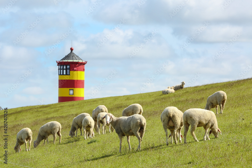 Obraz premium sheep in the field