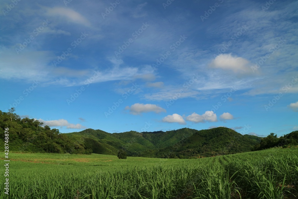 Country side view with sugar cane in the cane fields with mountain background. Nature and agriculture concept.