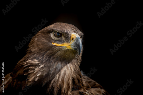 Eagle head © rebius