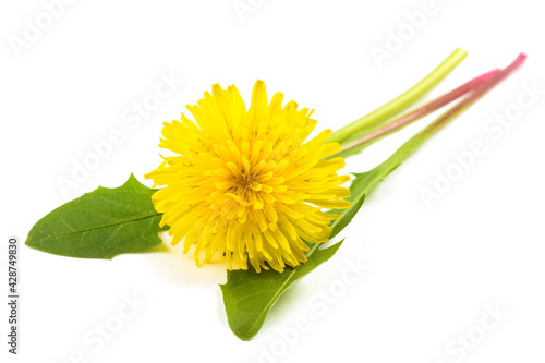 Dandelion leaves  with flower