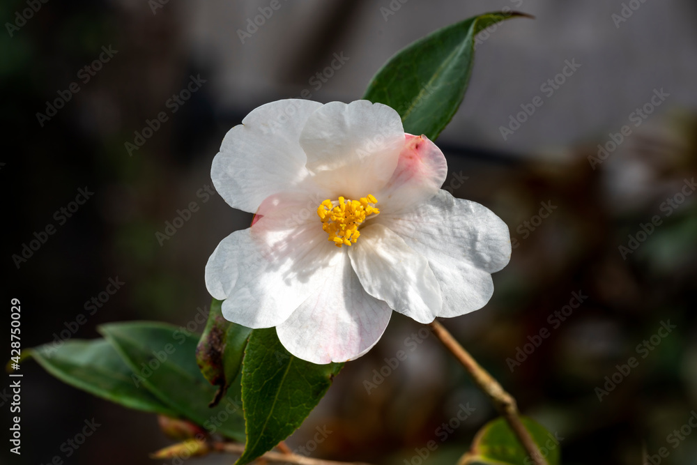 Camellia 'Cornish Snow' (saluensis x cuspidata) a winter spring flowering shrub plant with a white springtime flower, stock photo image Camellia 'Cornish Snow' (saluensis x cuspidata) a winter spring flowering shrub plant with a white springtime flower, stock photo image