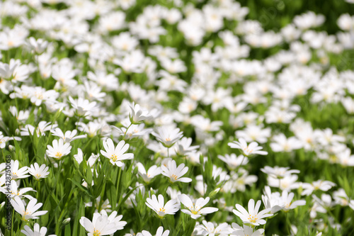 Many small white flowers on a green background. Spring mood. Flower background
