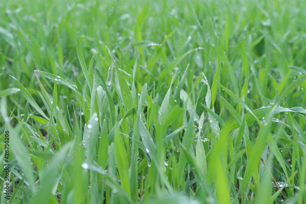 The congregation is sprouting in the field The congregation is sprouting in the field