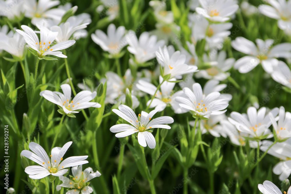 Many small white flowers on a green background. Spring mood. Flower background Many small white flowers on a green background. Spring mood. Flower background