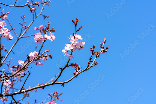 Prunus sargentii a springtime flowering cherry tree plant with pink flower blossom in the spring season which is commonly known as Sargent's cherry, plenty of copy space stock photo