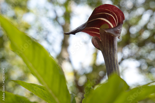 マムシグサ（蝮草/Arisaema） photo