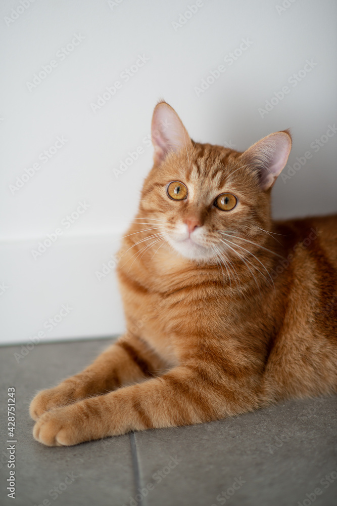 Cute funny red tabby cat at home. Adorable young pet.
