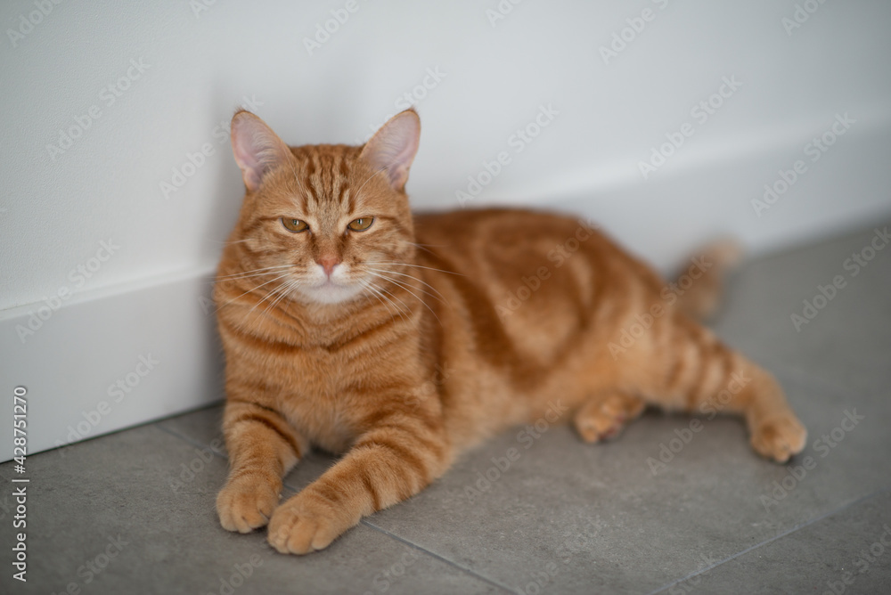 Cute funny red tabby cat at home. Adorable young pet. Cute funny red tabby cat at home. Adorable young pet.