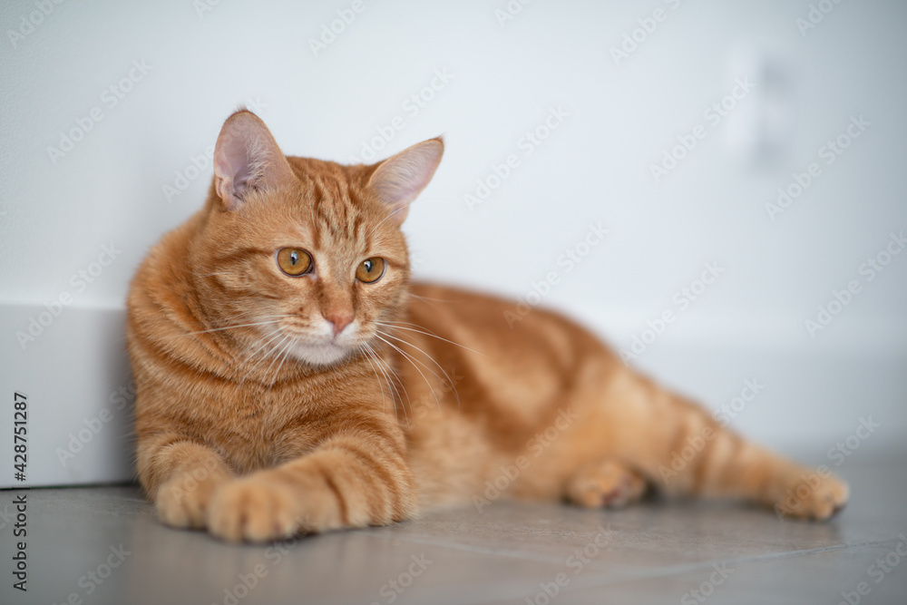 Cute funny red tabby cat at home. Adorable young pet. Cute funny red tabby cat at home. Adorable young pet.