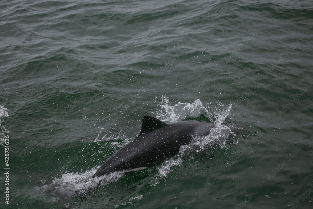 Naklejka premium Dolphins swimming around a catamaran in Valwis Bay of Namibia, Southern Africa...