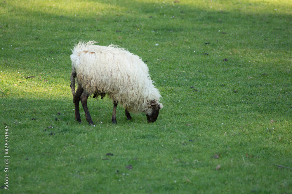 Obraz premium sheeps grazing in a meadow