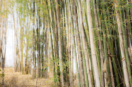 Bamboo tree with sunlight.