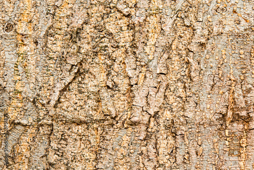 The skin of the bark