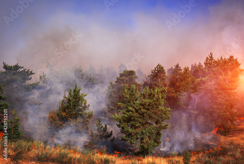  wildfire at sunset, burning pine forest .