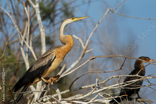 anhinga d’afrique - African Darter  (anhinga rufa)