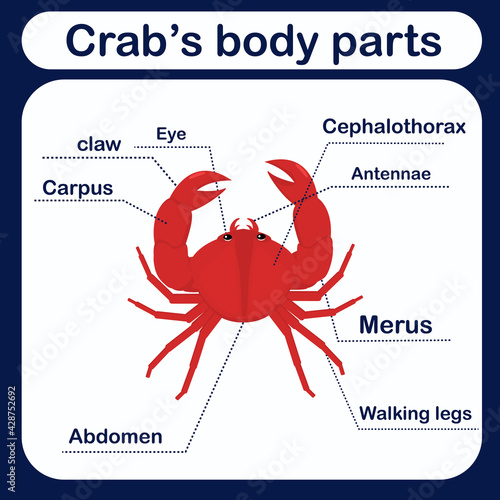educational vector illustration with crab body parts