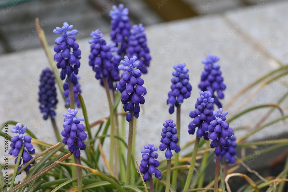 Fototapeta premium Muscari, Grape Hyacinth blue flowers on sunny spring day